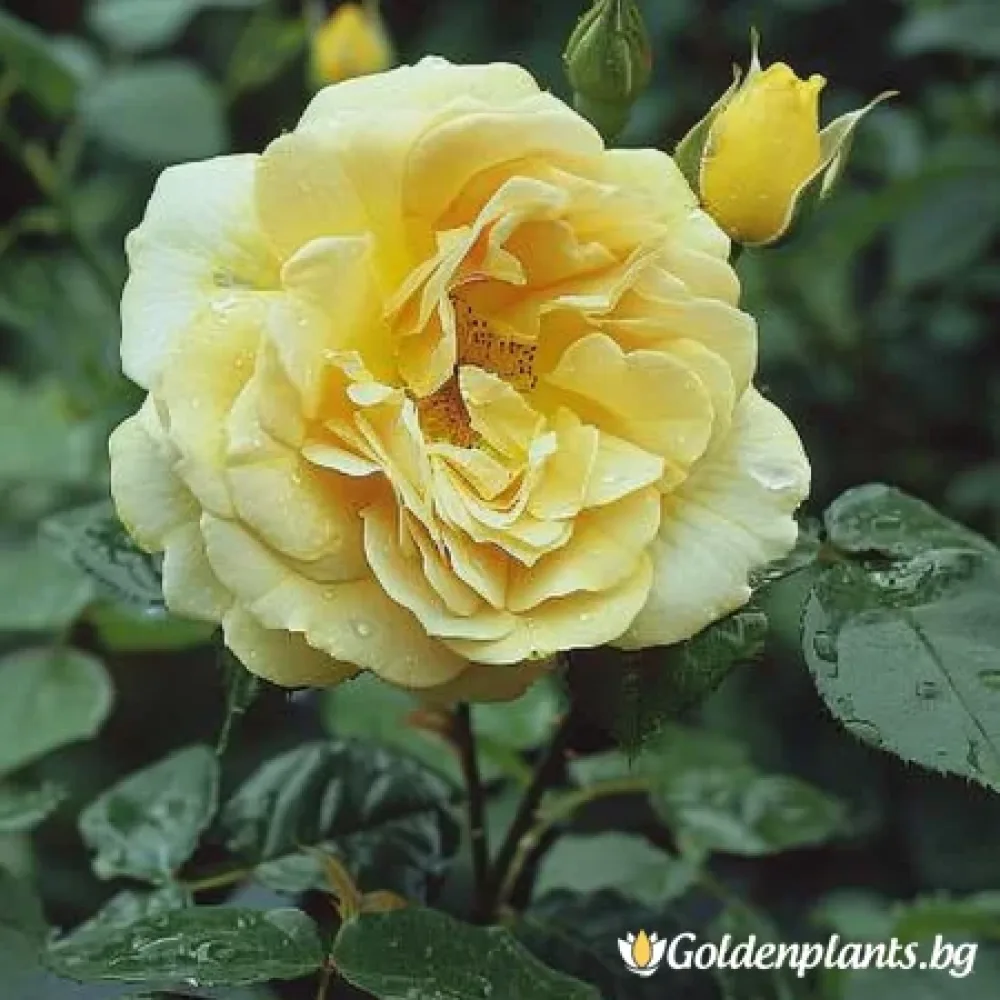 Роза – сорт ‘Розов Залез’ (гол корен)