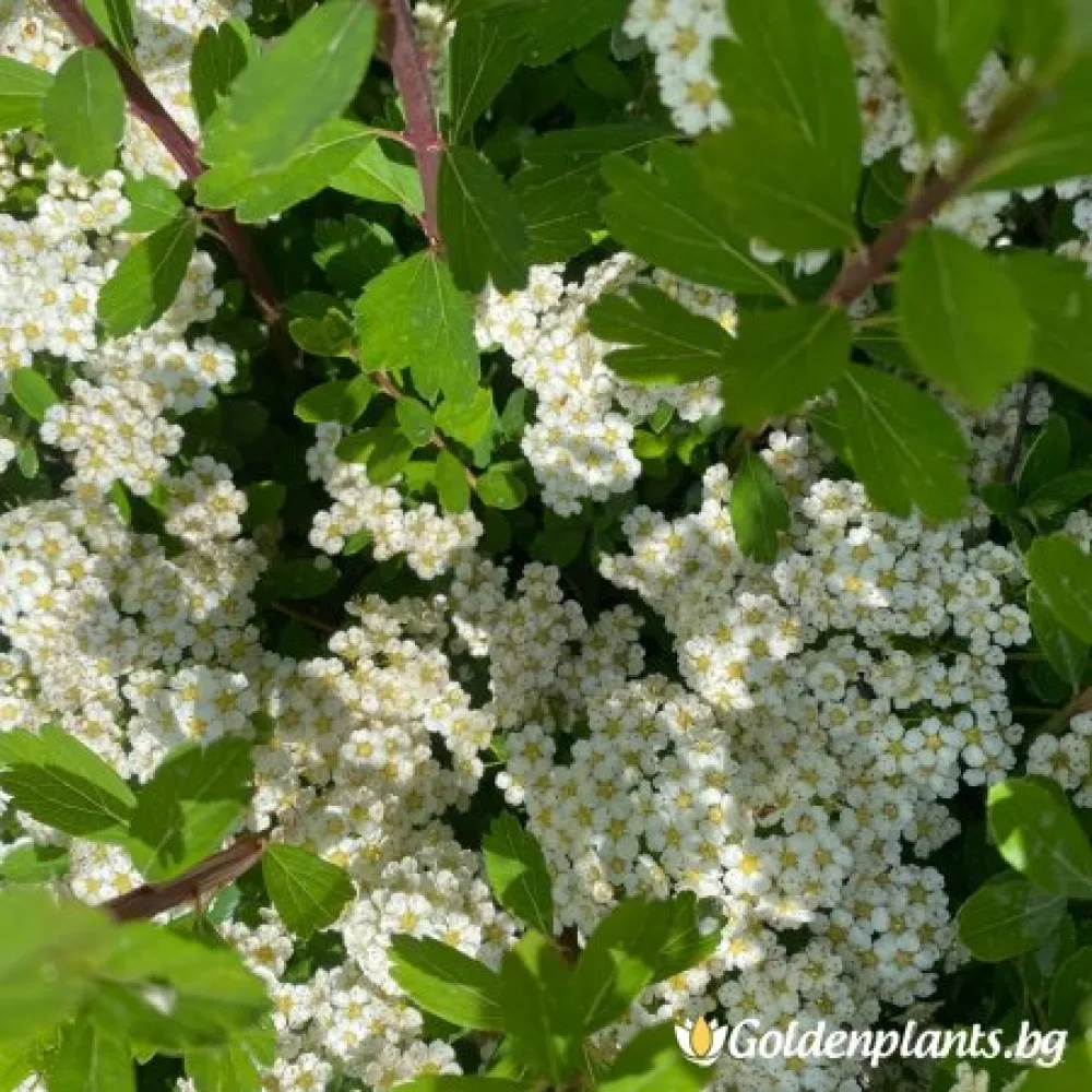 Спирея – сорт ‘Японика Юнска булка’