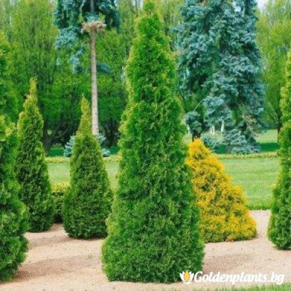 Западна туя malonyana 30-40см (дървесен вид)
