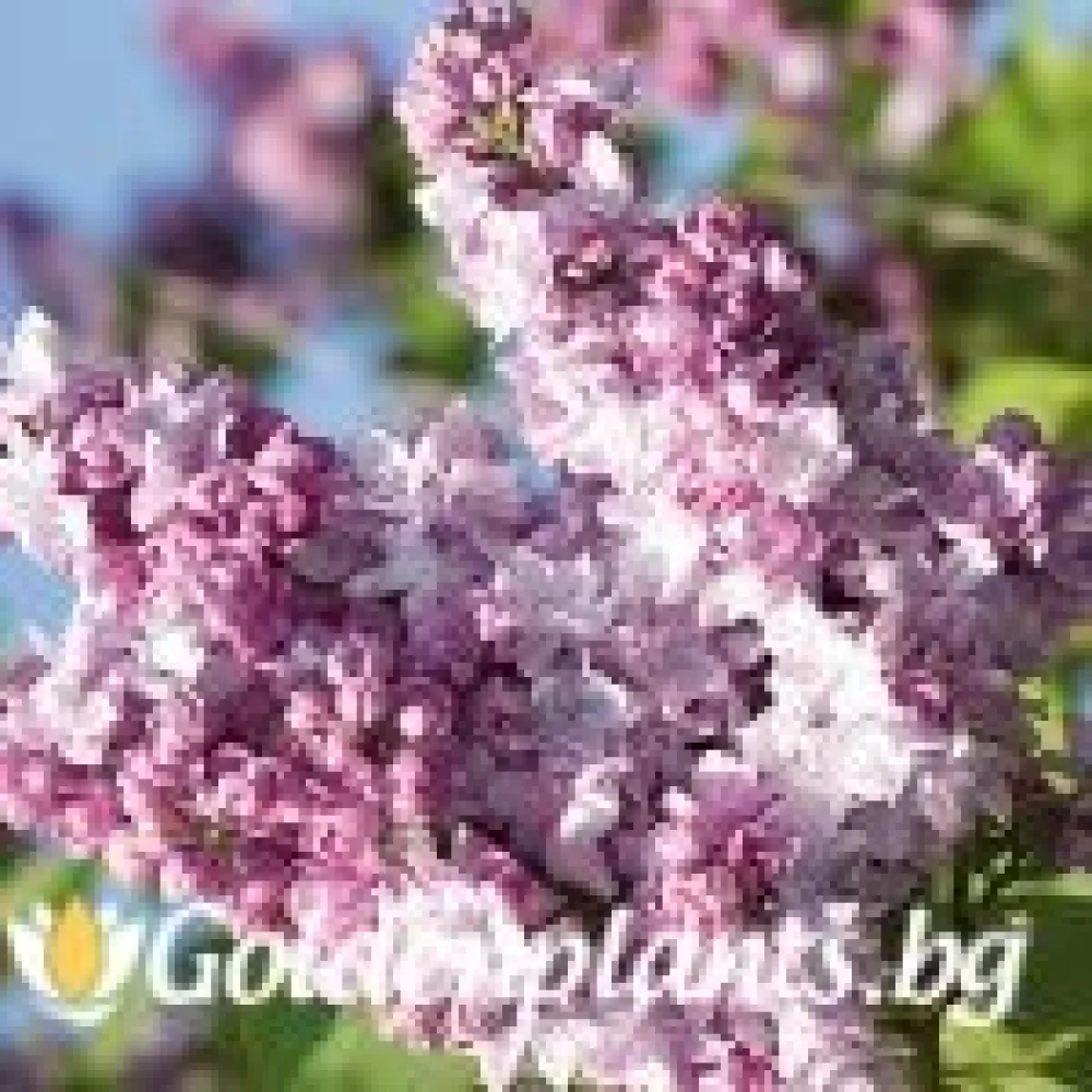 Люляк – сорт ‘Катрин Хавемайер’