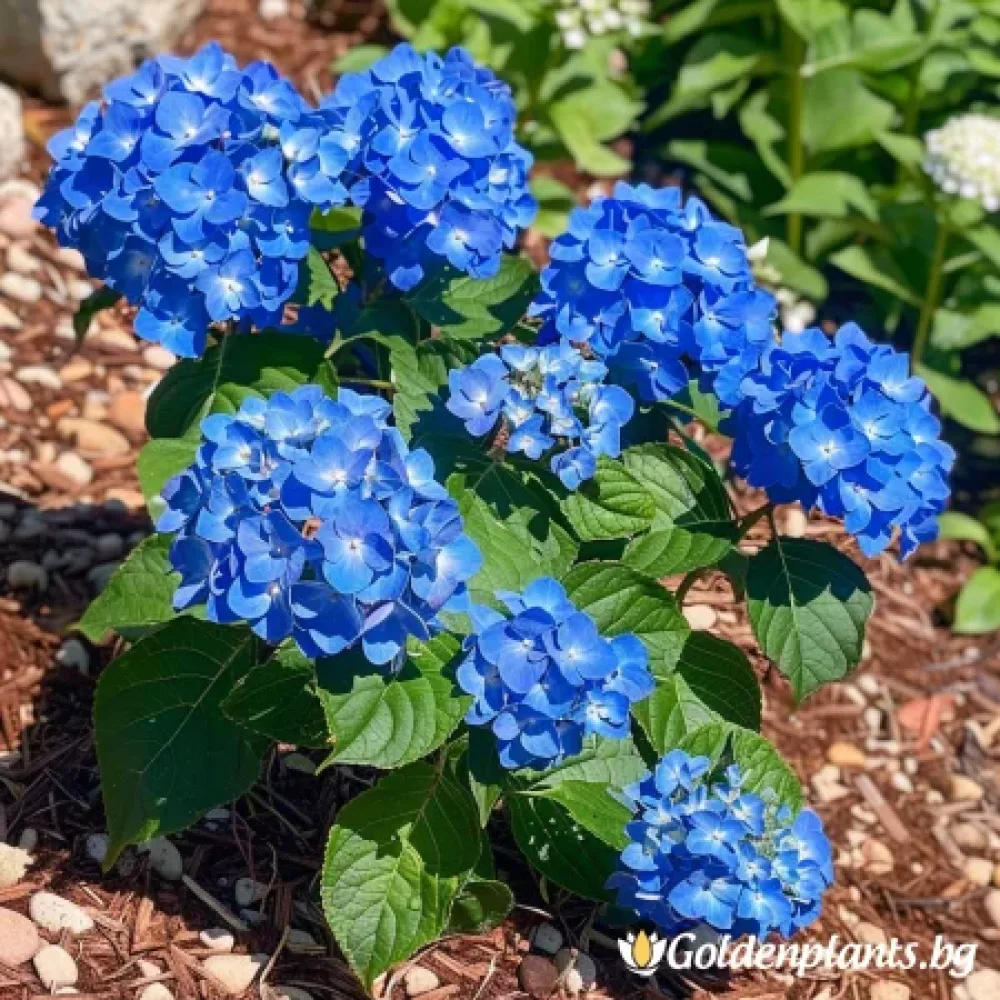 Хортензия – сорт ‘Нико Блу’