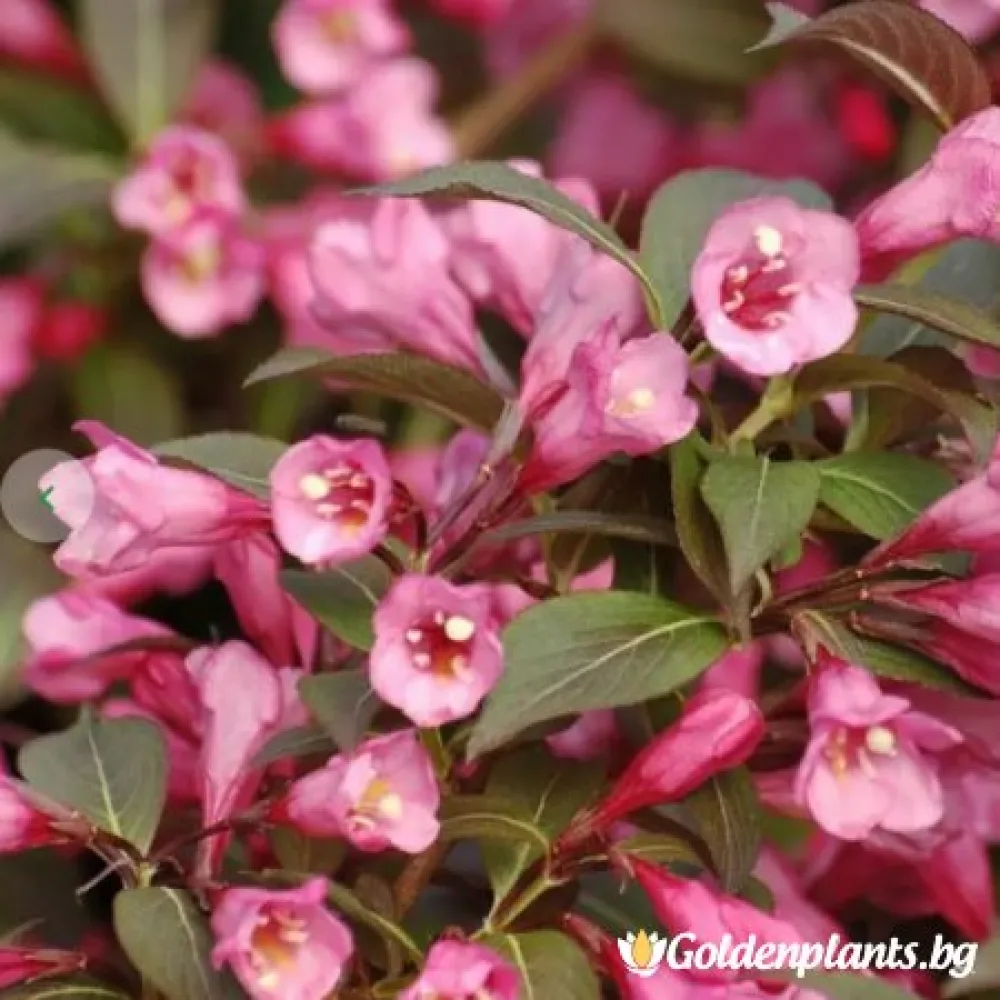 Вайгела florida Purpurea (дървесен вид)