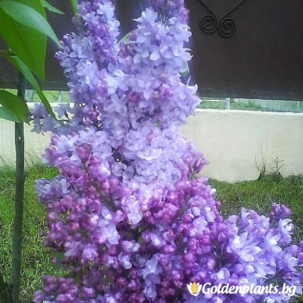 Люляк – сорт ‘Колхозница’