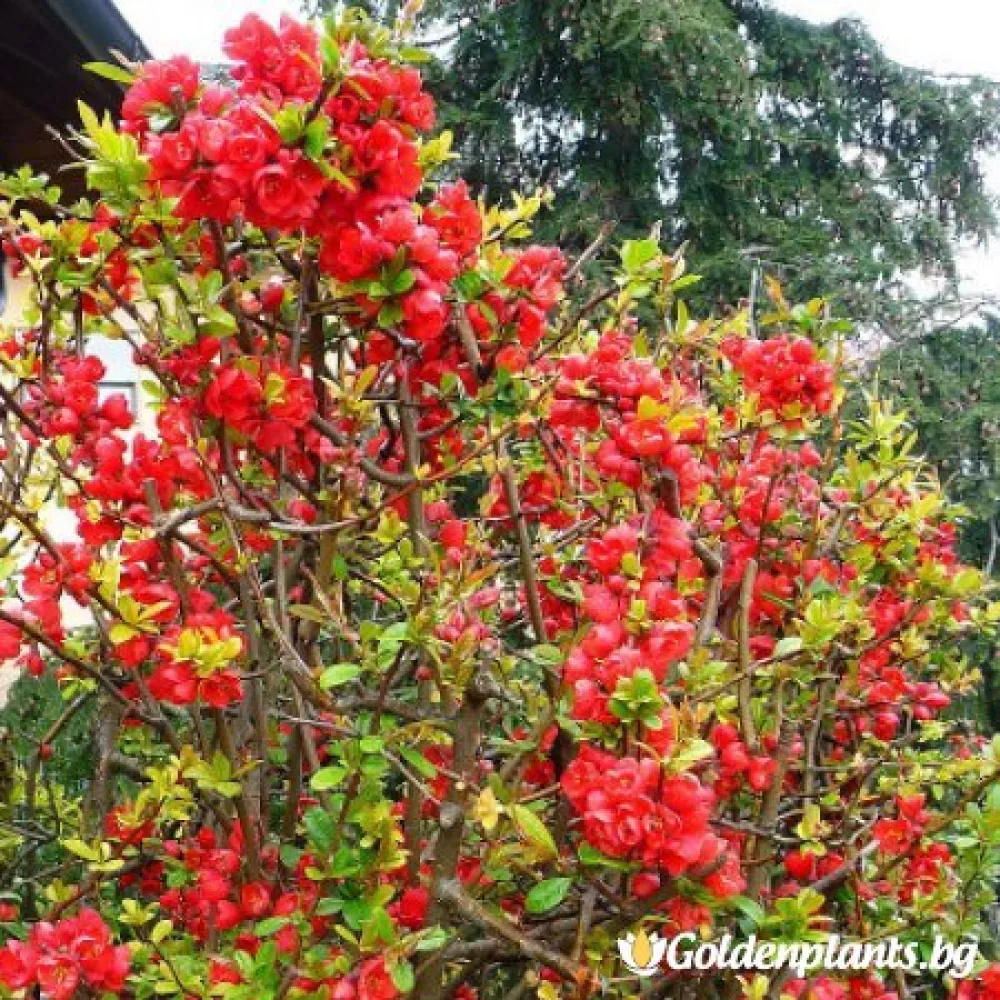 Японска дюля Crimson and Gold (дървесен вид)