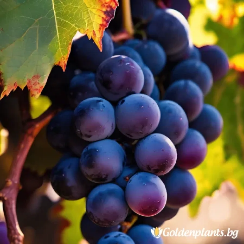 Лоза сорт Каберне Совиньон /Cabernet sauvignon/- ранно зреещ (лозов сорт)