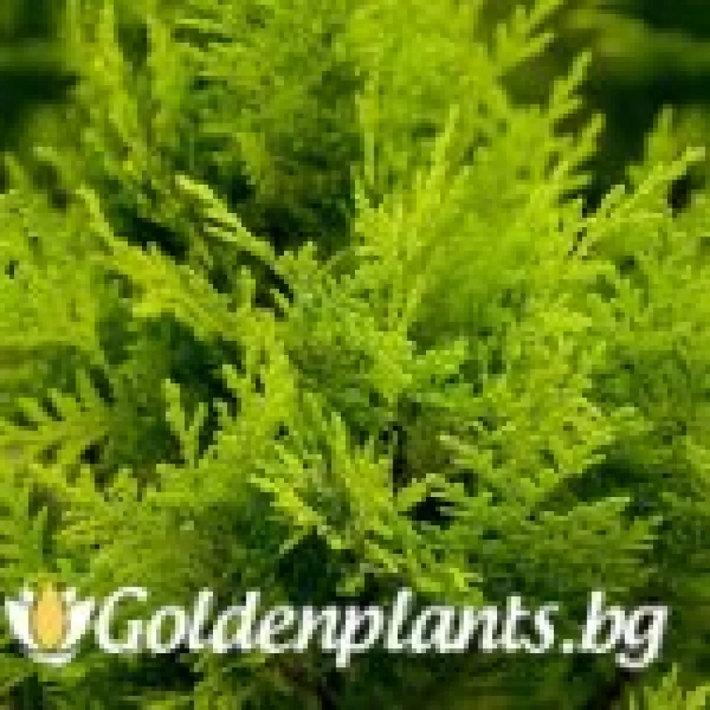 Лъжекипарис Ellwood and ’s Gold (дървесен вид)