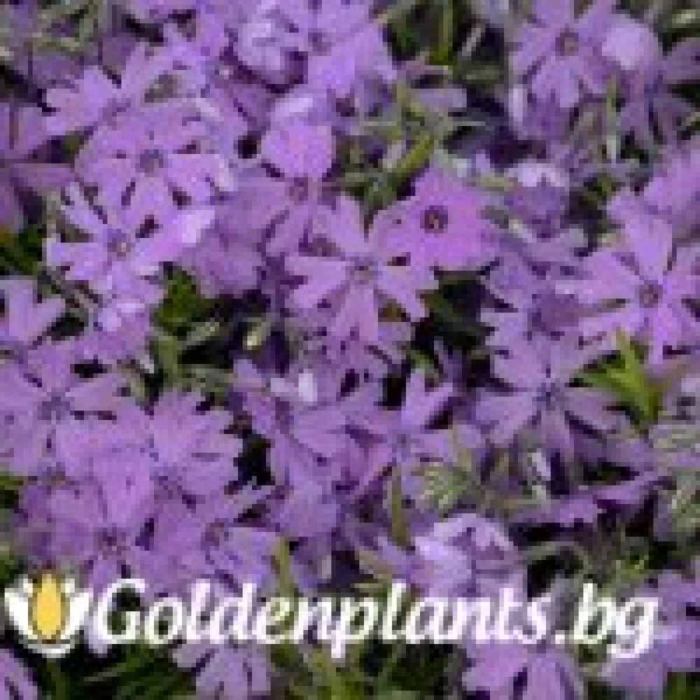 Алпийски Флокс Purple Beauty (градински вид)