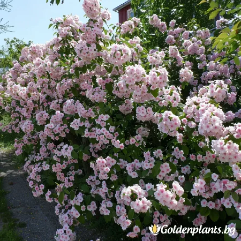Колквиция (дървесен вид)