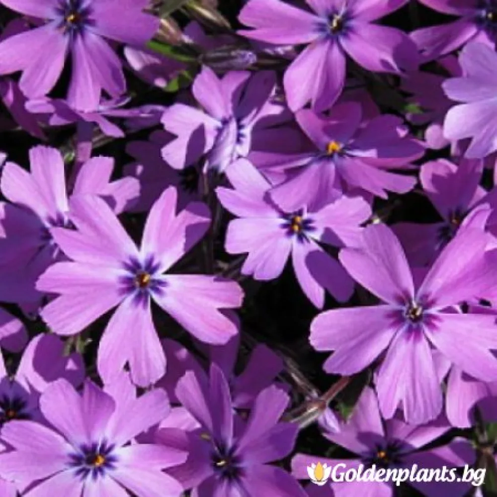 Алпийски Флокс Purple Beauty (градински вид)
