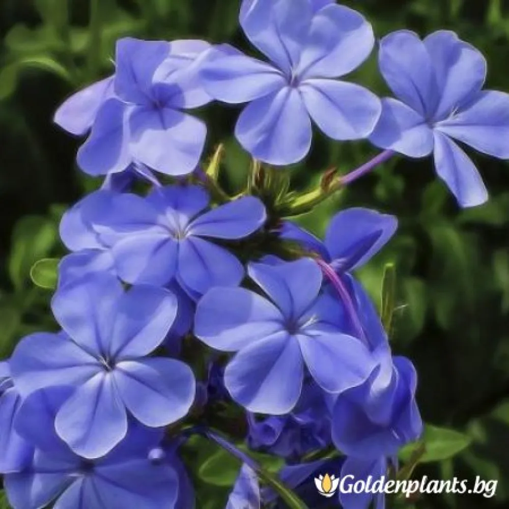 Флокс – сорт ‘Синьо Момче’