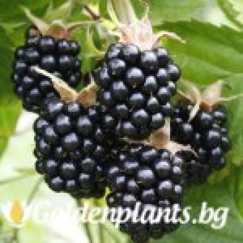 Къпина Честър (плодов сорт)