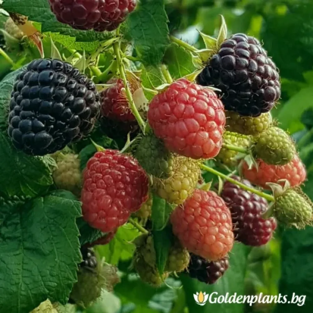 Малина Хебан (плодов сорт)
