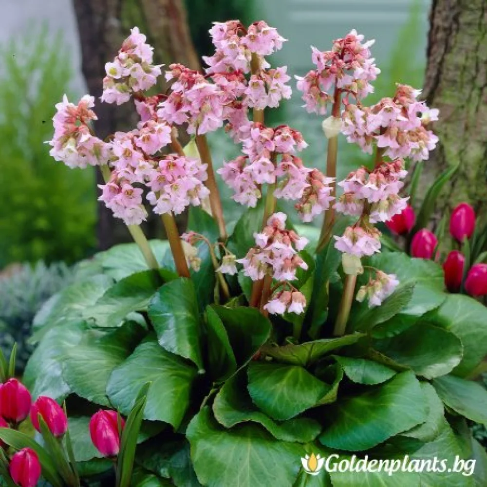 Бергения – сорт ‘Бебешка кукла’