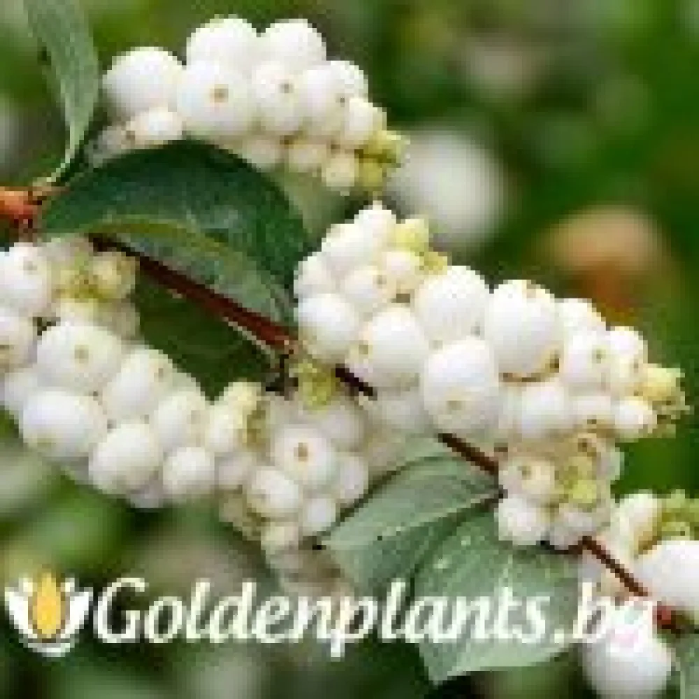 Снежноплодник 30-40 см (дървесен вид)