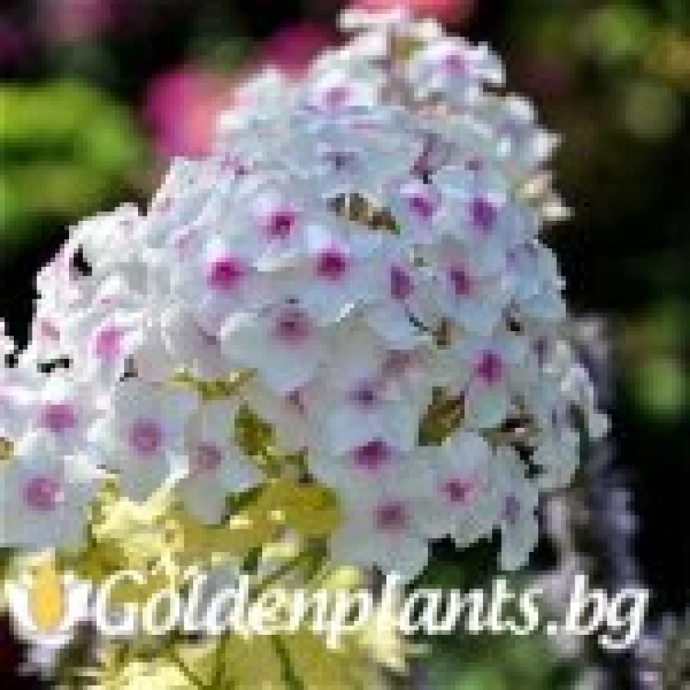 Алпийски флокс шарен (градински вид)