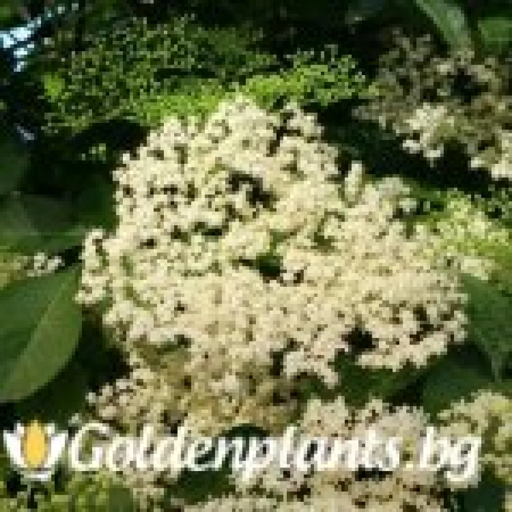 Черен бъз (плодов сорт)