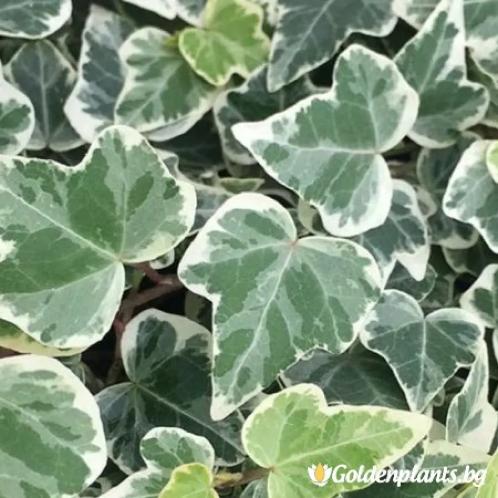 Бръшлян бяла окраска (дървесен вид)