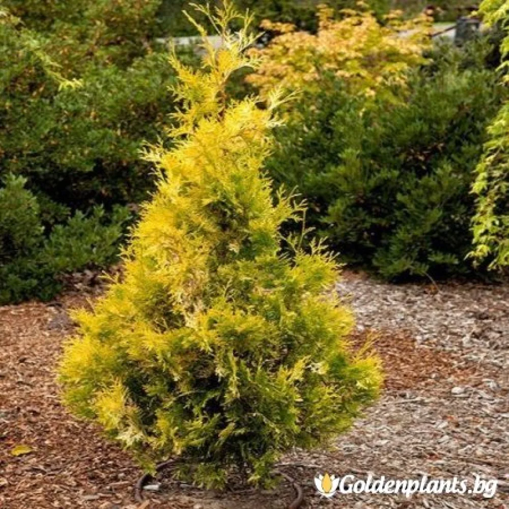 Западна туя Malonyana Aurea (дървесен вид)