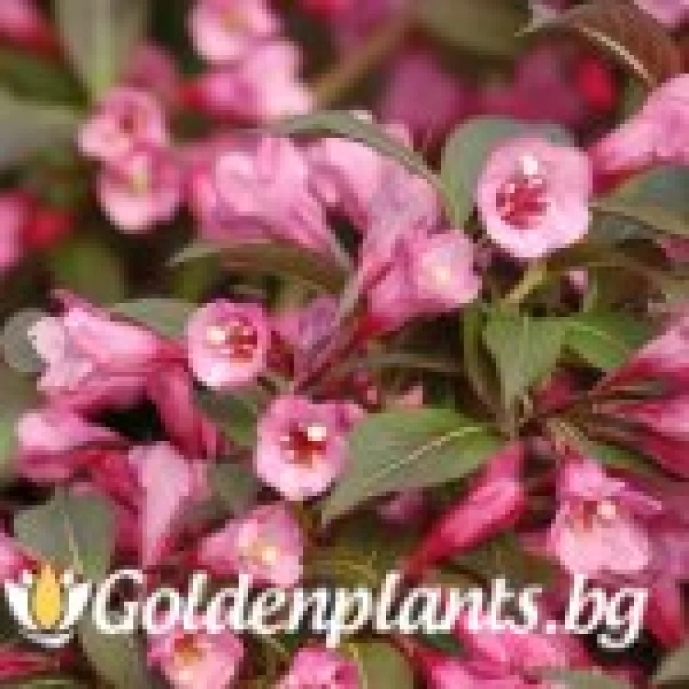 Вайгела florida Purpurea (дървесен вид)