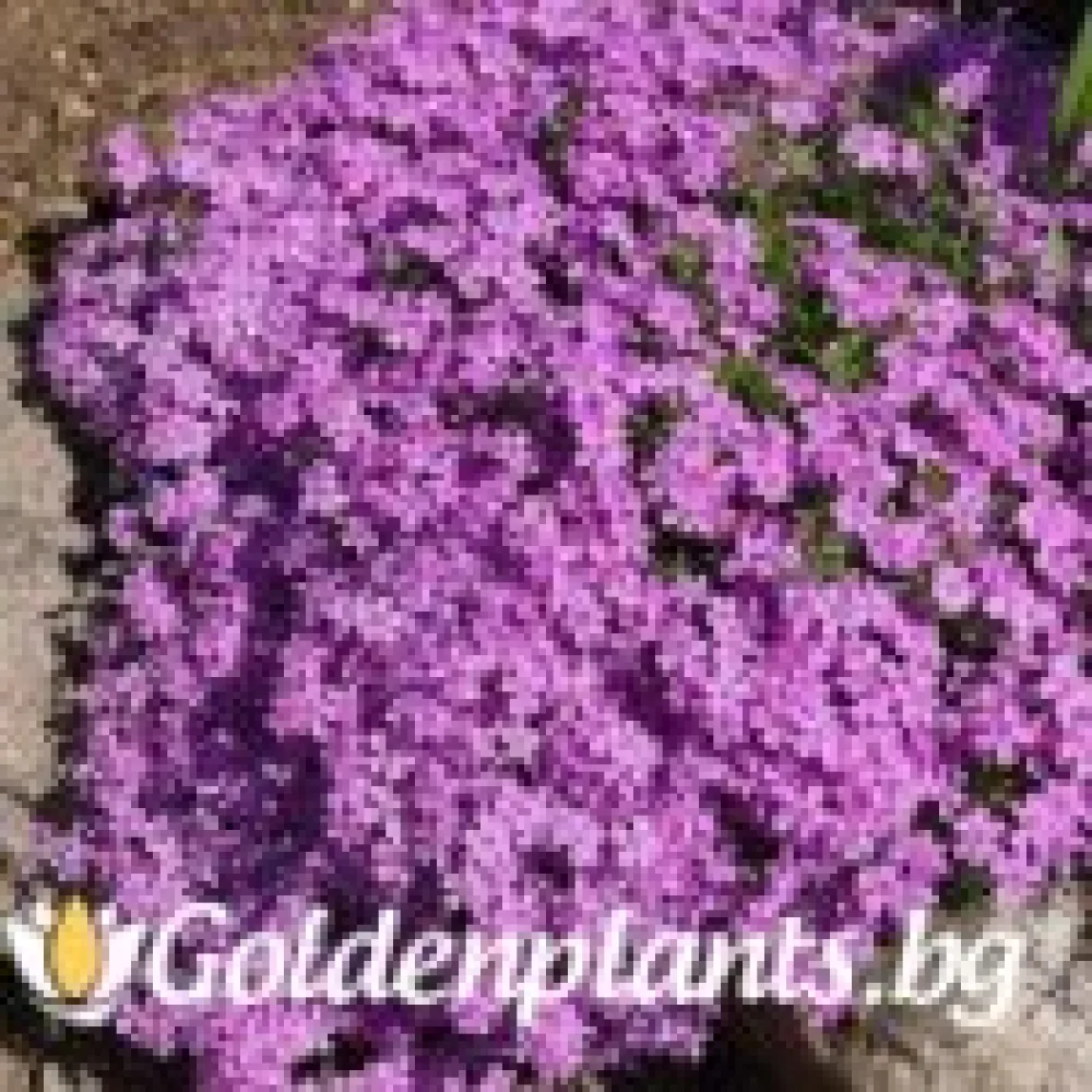 Алпийски Флокс Purple Beauty (градински вид)