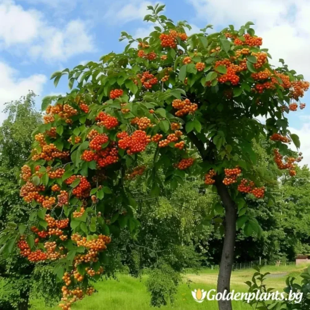 Плачеща Офика 140см (дървесен вид)