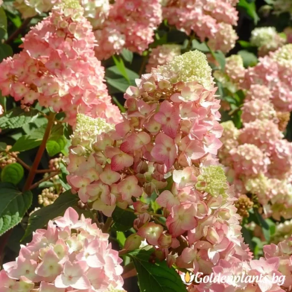 Хортензия – сорт ‘Розова Дама’
