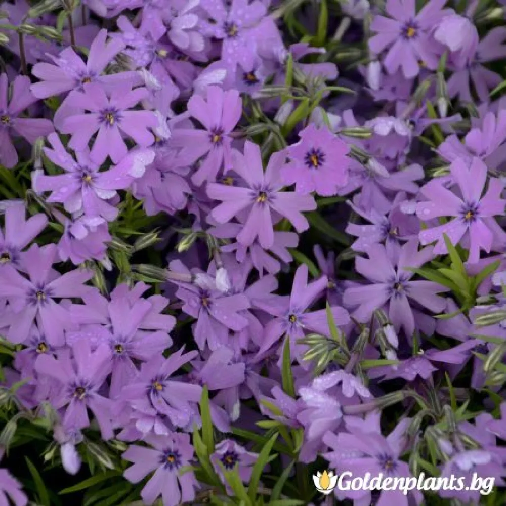 Алпийски Флокс Purple Beauty (градински вид)