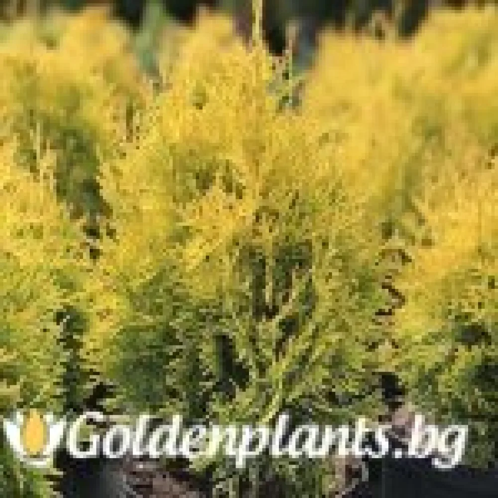Западна туя Malonyana Aurea (дървесен вид)