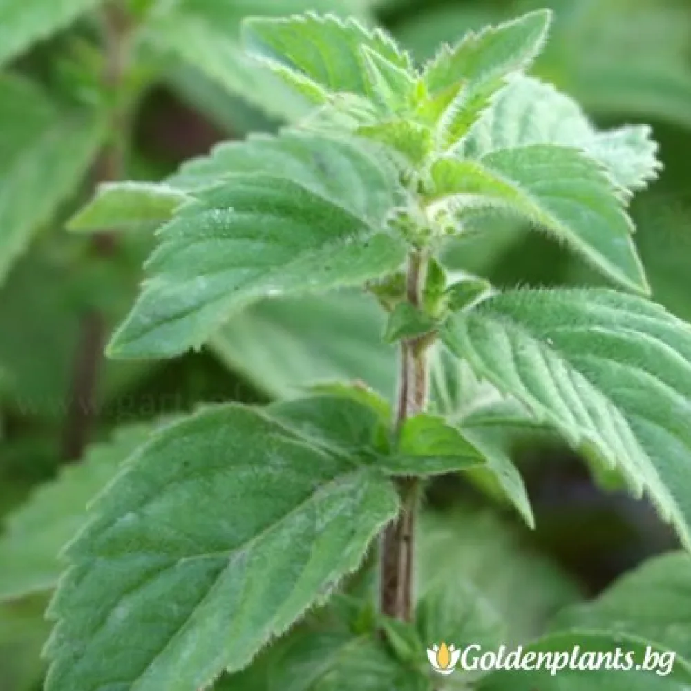 Мента Zitronen Mint (градински вид)