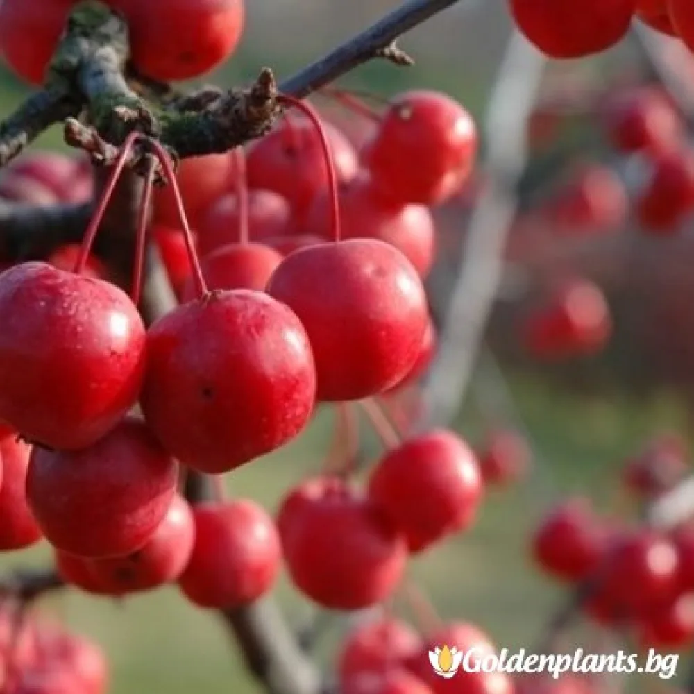 Декоративна райска ябълка – сорт ‘Ола’
