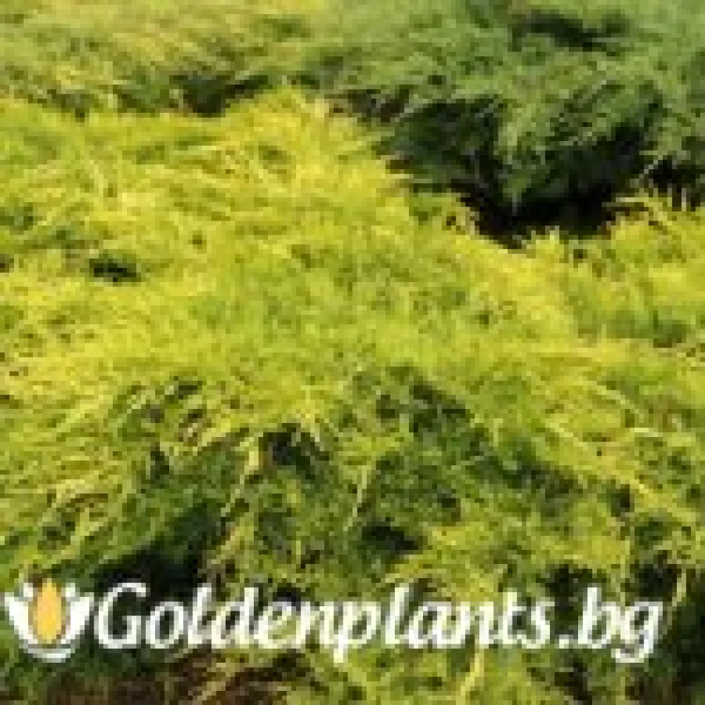 Юниперус – сорт ‘Олд Голд’