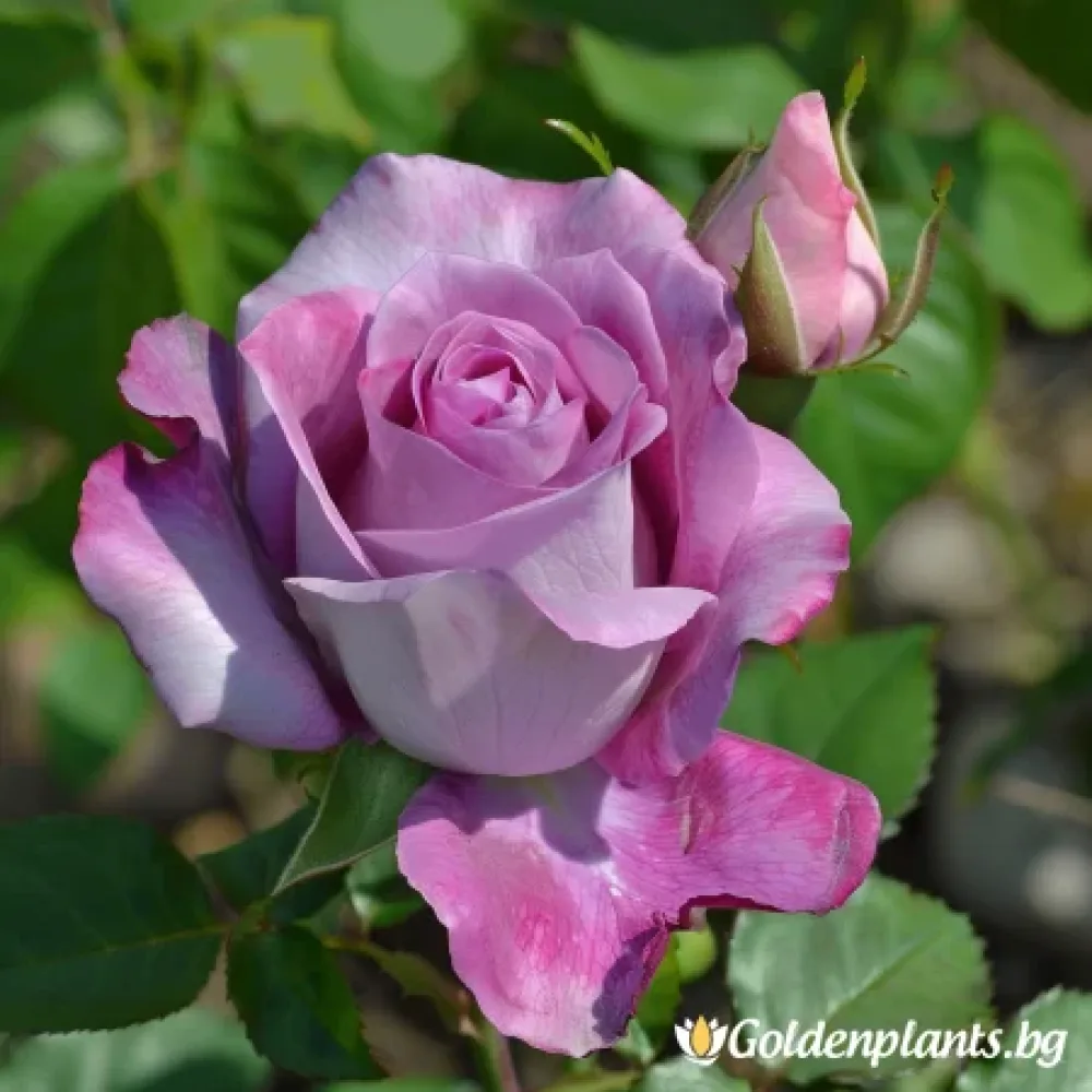 Роза – сорт ‘Тропическа Хармония’ (гол корен)