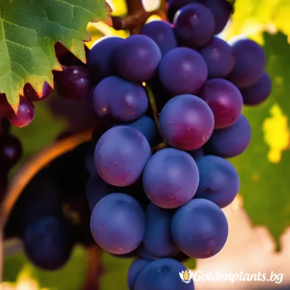 Лоза сорт Каберне Совиньон /Cabernet sauvignon/- ранно зреещ (лозов сорт)
