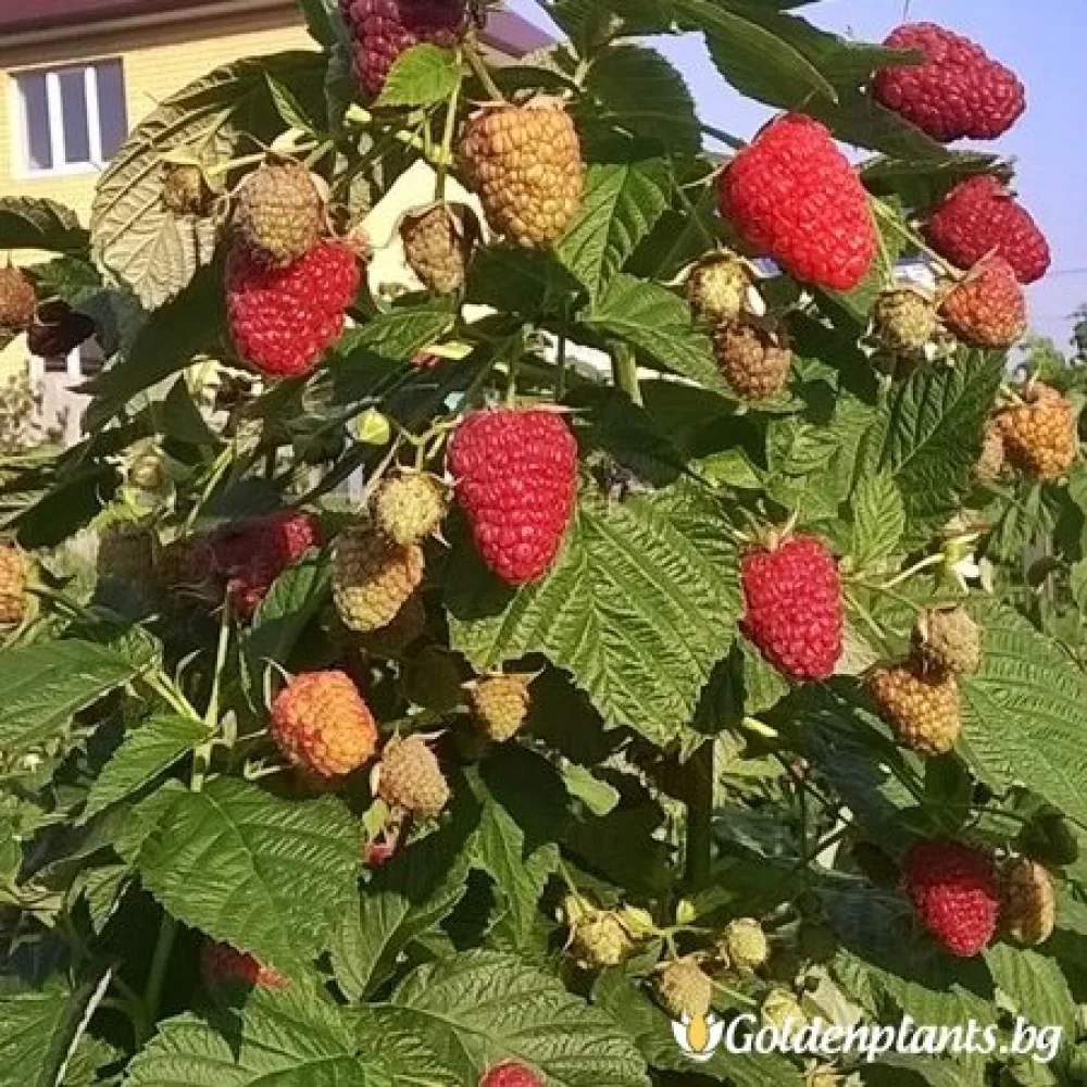 Малина Делнива (плодов сорт)
