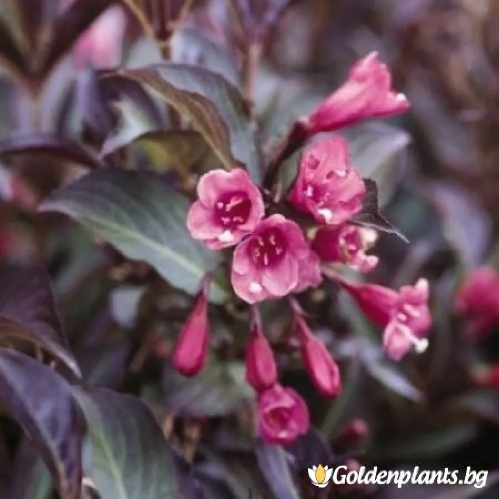 Вайгела florida Purpurea (дървесен вид)