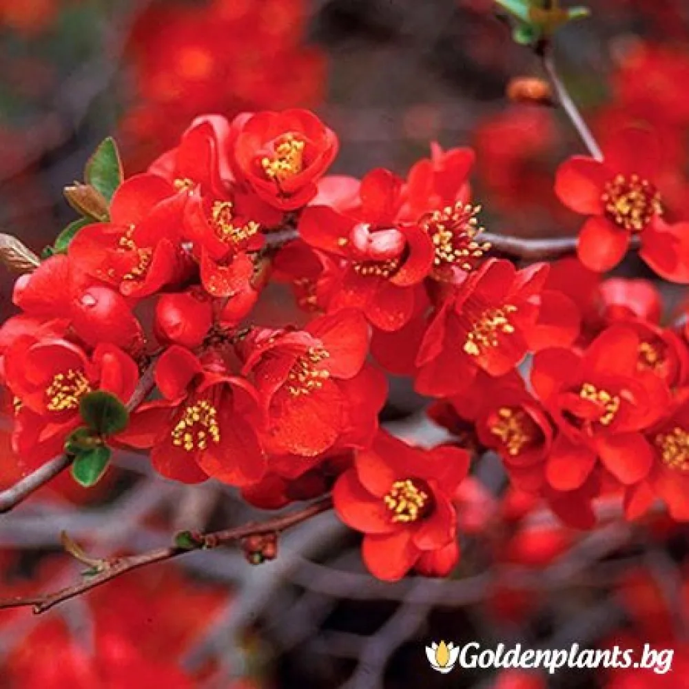 Японска дюля Crimson and Gold (дървесен вид)