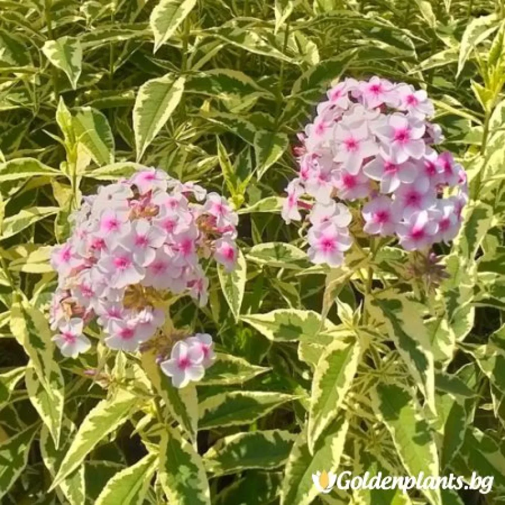 Алпийски флокс шарен (градински вид)