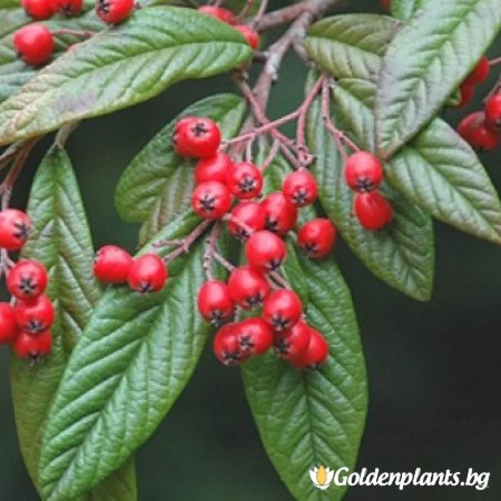 Котонеастър Salicifolia (за жива ограда)