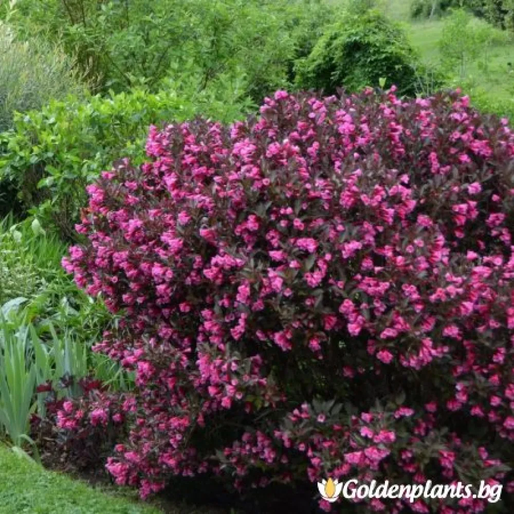 Вайгела florida Purpurea (дървесен вид)