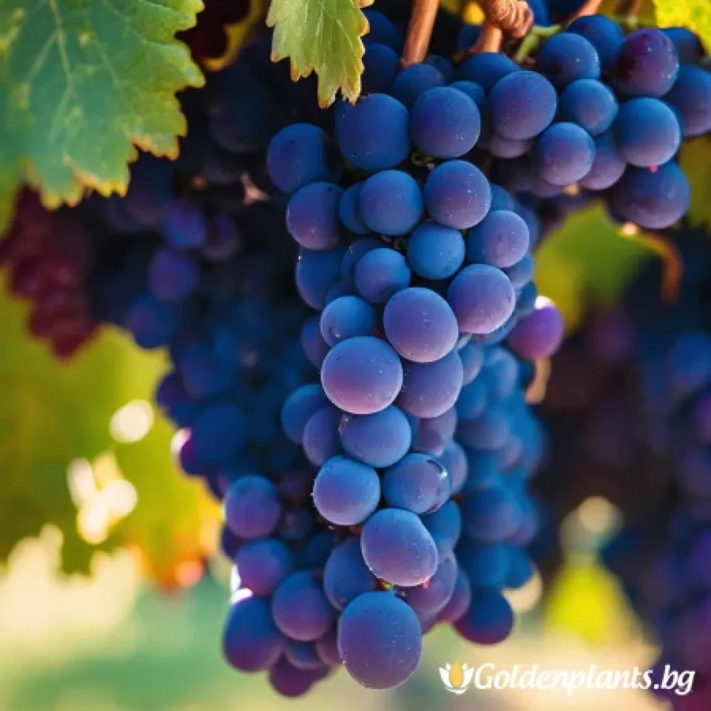 Лоза сорт Сира /Syrah/- ранно зреещ (лозов сорт)