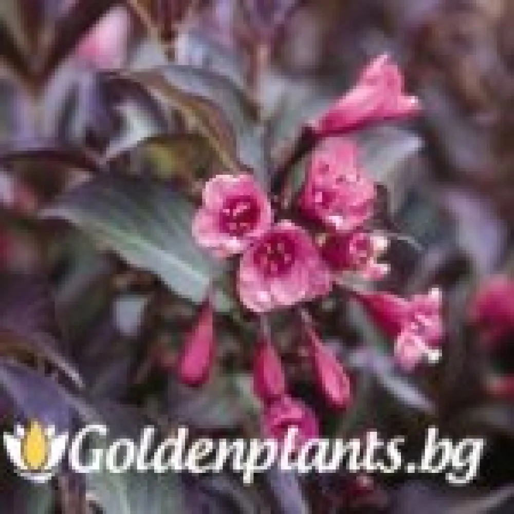 Вайгела florida Purpurea (дървесен вид)