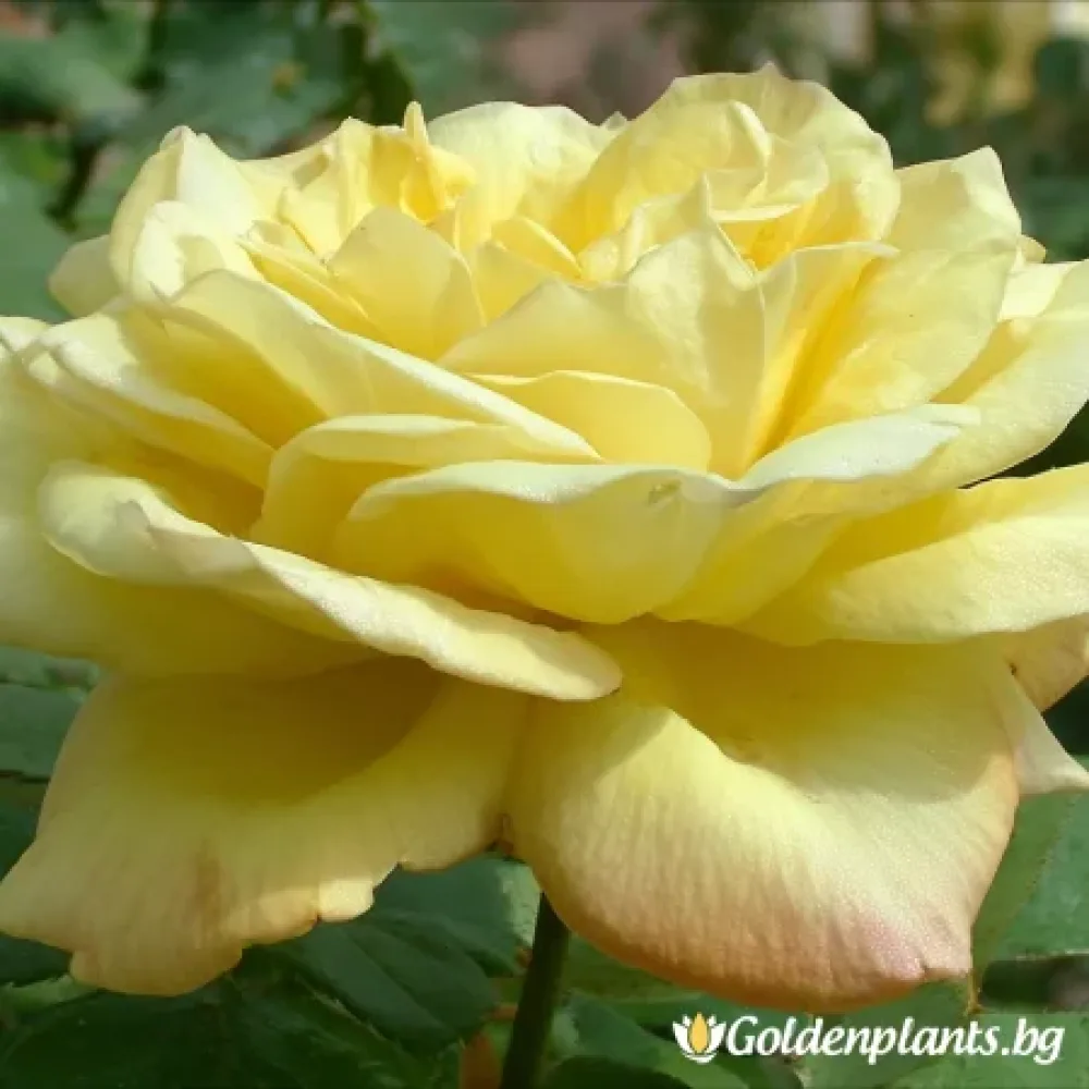 Роза – сорт ‘Лъчисто Злато’ (гол корен)