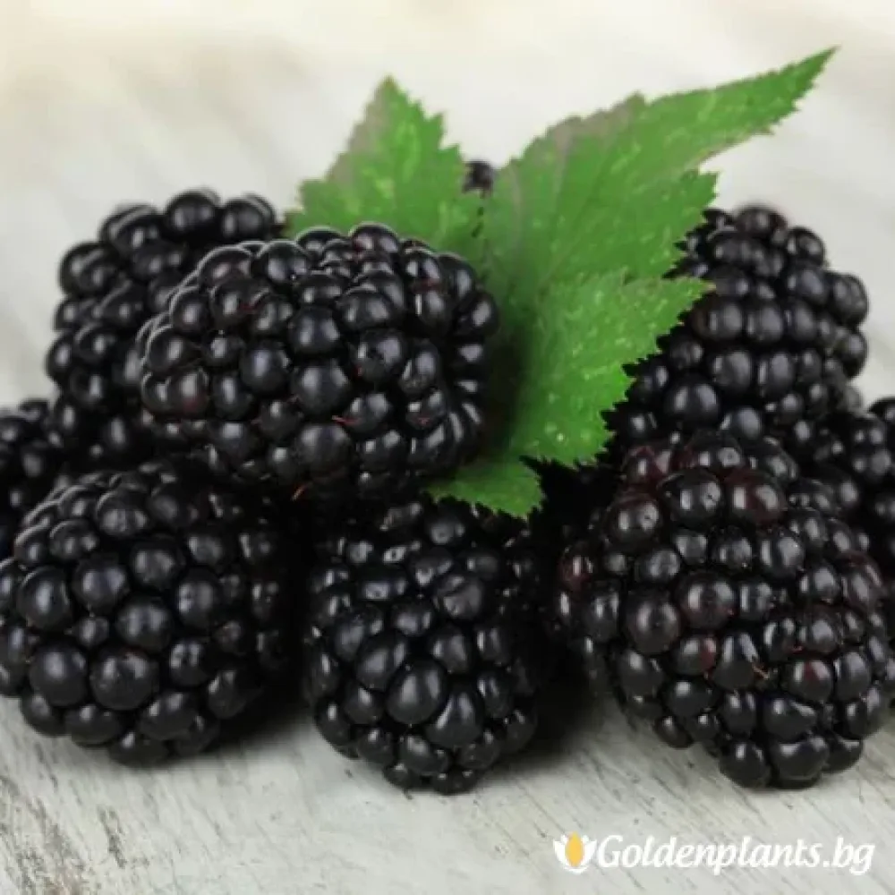 Къпина Глорнива (плодов сорт)