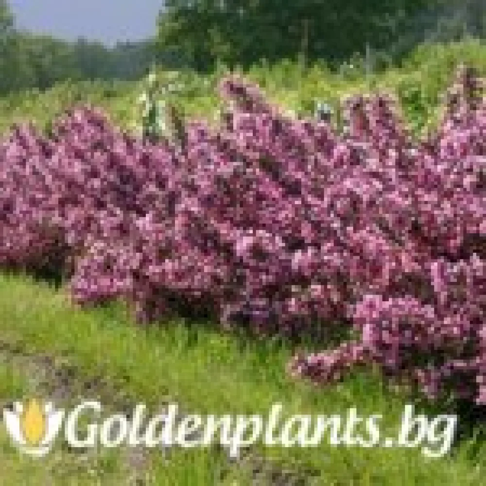 Вайгела florida Purpurea (дървесен вид)
