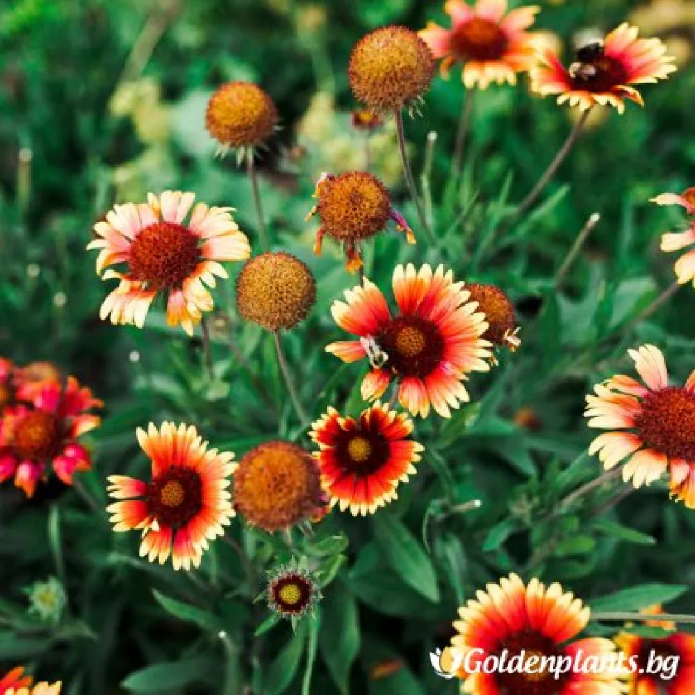 Гайлардия оранжева / Gaillardia (цъфтящ вид)