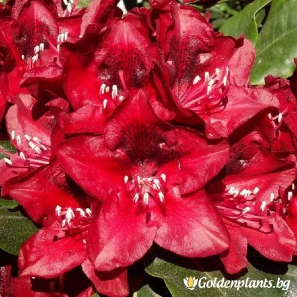 Рододендрон – сорт ‘Матадор’