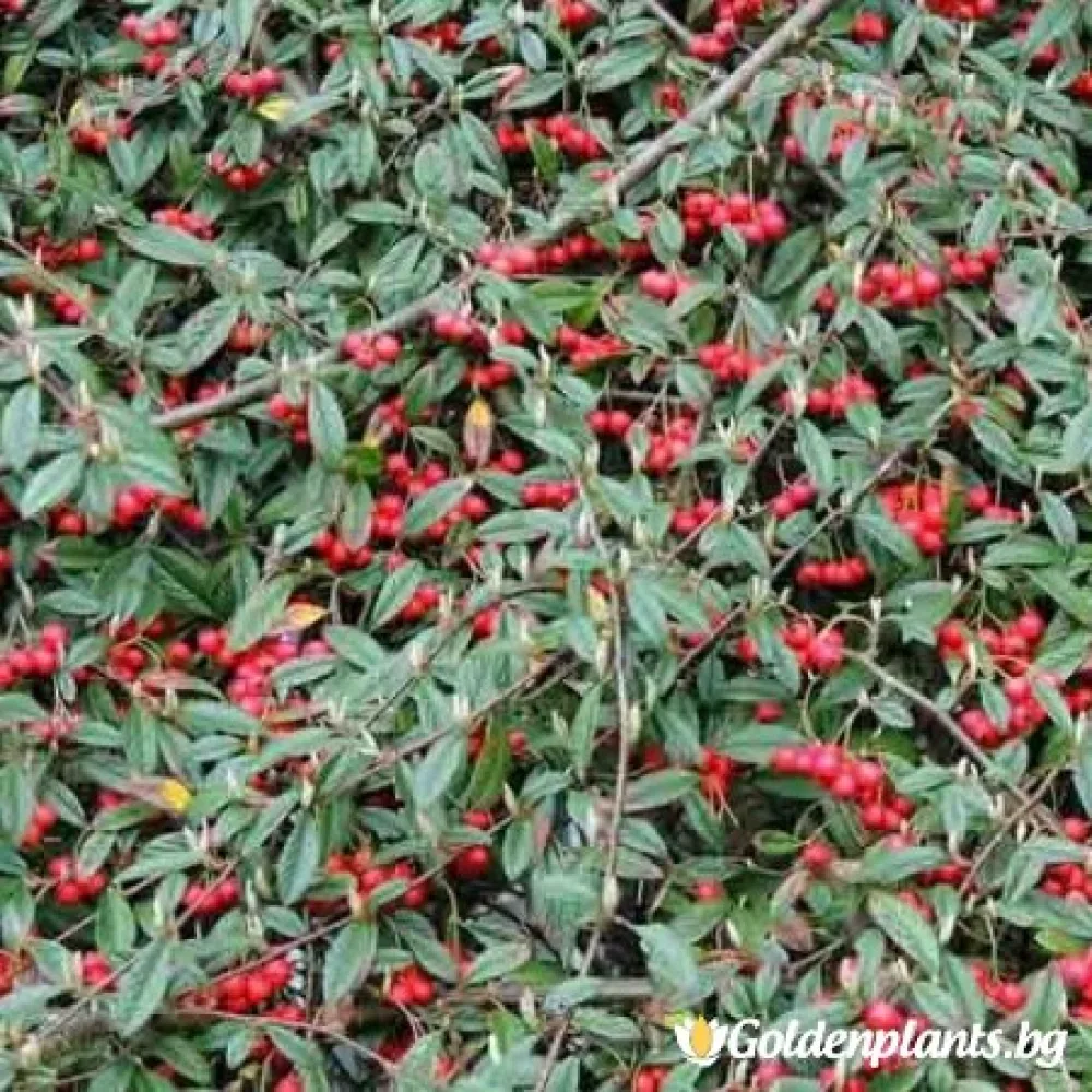 Котонеастър Salicifolia (за жива ограда)