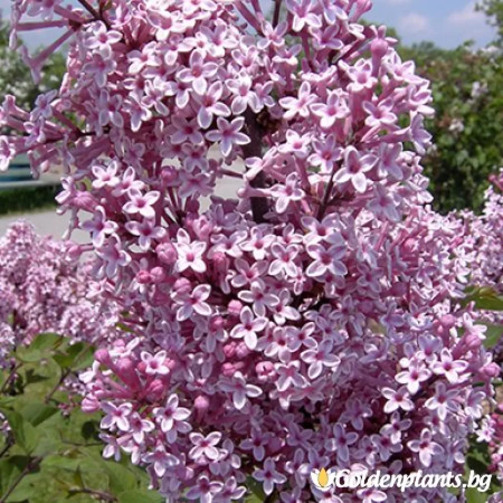 Люляк Josee (дървесен вид)