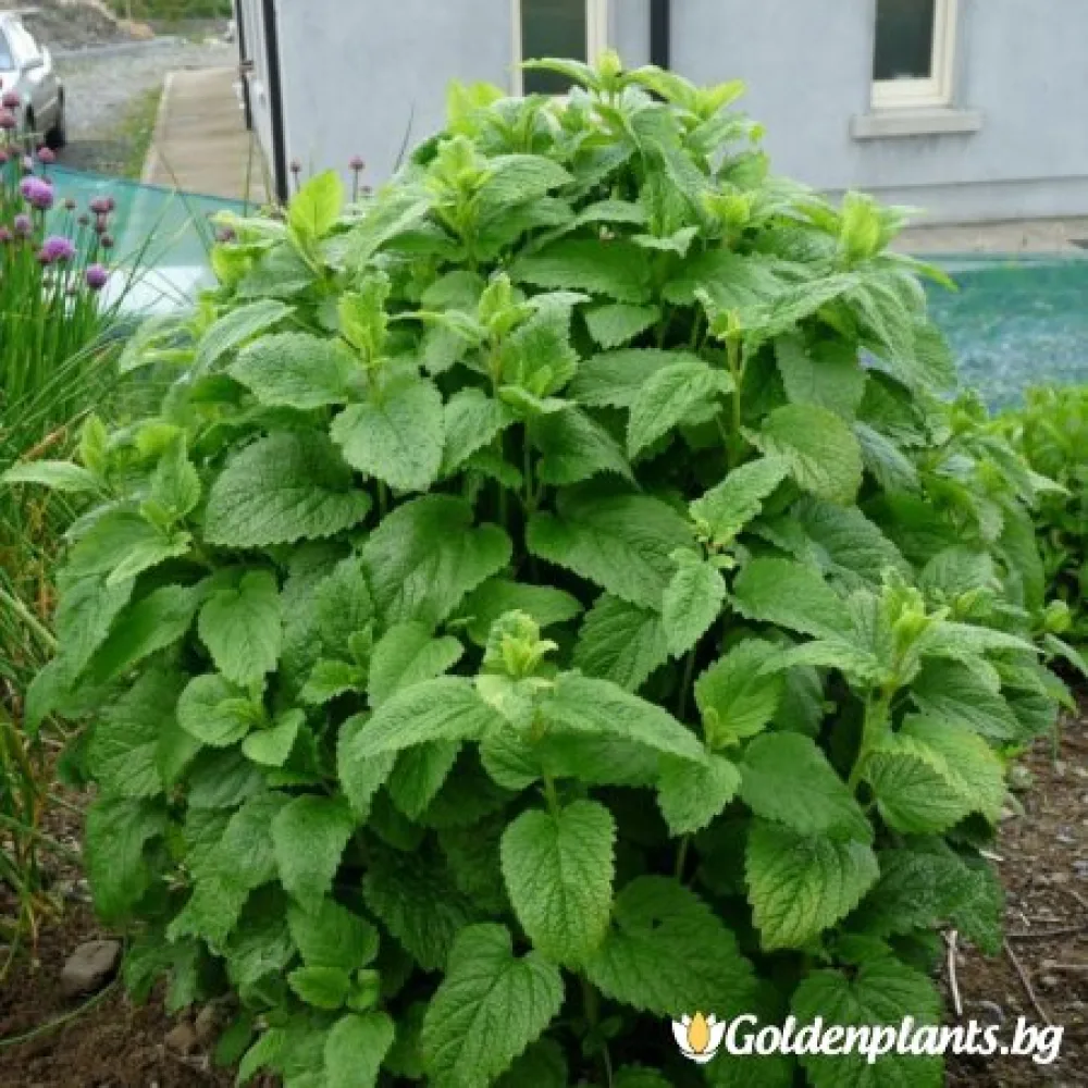 Маточина (градински вид)