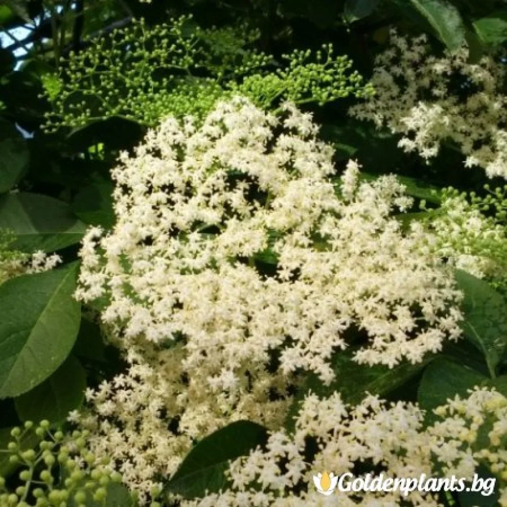 Черен бъз (плодов сорт)